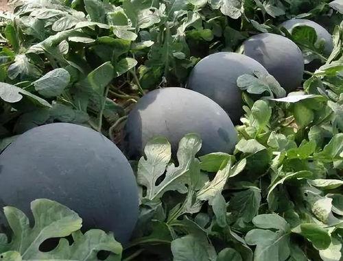 zzztt46黑料吃瓜,吃瓜群众热议背后的真相