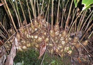 农广天地全部种植视频,农业种植技术宝典