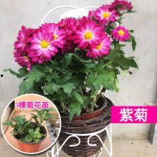 农广天地全部种植视频,农业种植技术宝典