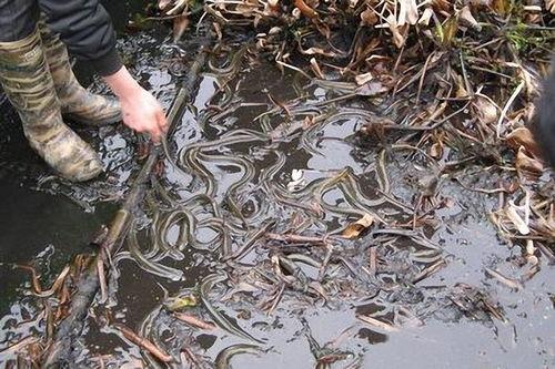 鳝鱼的养殖技术视频,从入门到精通