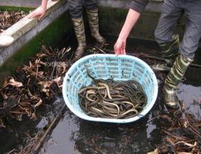 鳝鱼的养殖技术视频,从入门到精通