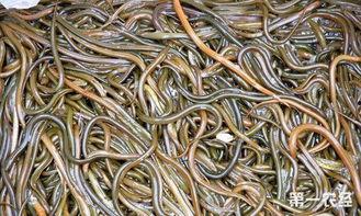 鳝鱼的养殖技术视频,从入门到精通