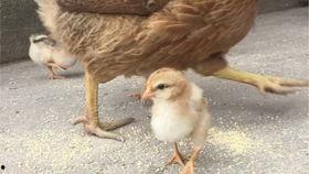 小鸡叫视频,小鸡欢快叫声背后的温馨故事