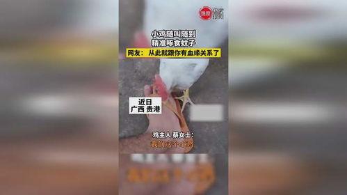 小鸡叫视频,小鸡欢快叫声背后的温馨故事