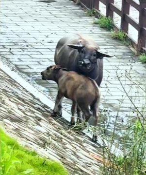 水牛视频,探索自然奇观，感受生命力量