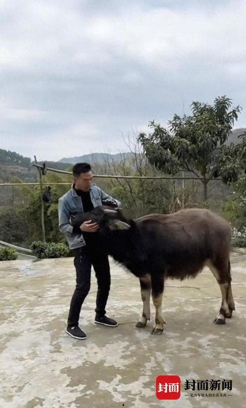 水牛视频,探索自然奇观，感受生命力量