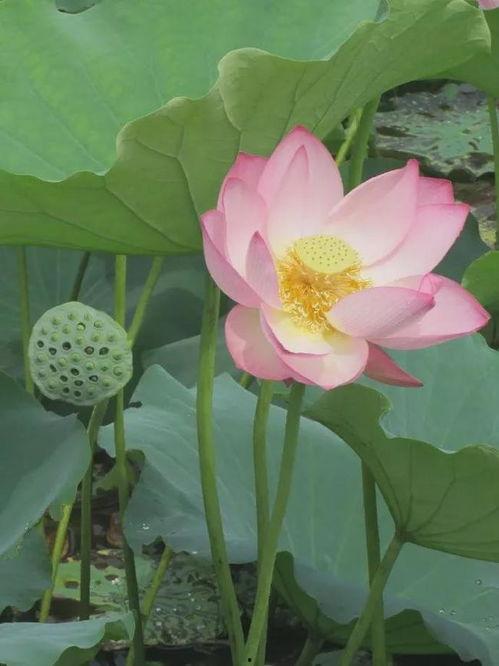 莲子视频,探寻莲子背后的营养与养生奥秘