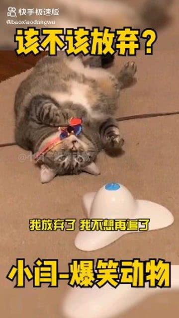 稿笑视频,轻松一刻，笑出腹肌的欢乐时光