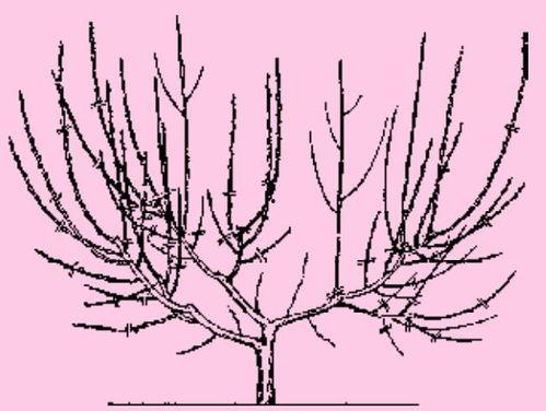 桃树幼树修剪技术视频,视频教程精华概述