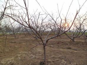 桃树幼树修剪技术视频,视频教程精华概述