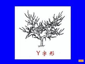 桃树幼树修剪技术视频,视频教程精华概述