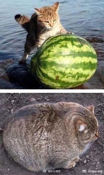 今日新鲜事猫瓜芋,揭秘今日新鲜事中的美食传奇