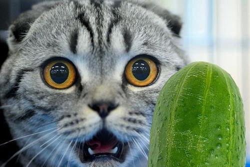 今日新鲜事猫瓜芋,揭秘今日新鲜事中的美食传奇