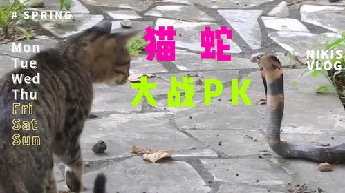 猫蛇大战视频,一场惊心动魄的生存较量