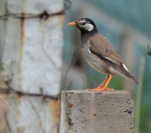 会说话的灰椋鸟视频,揭秘鸟类沟通的奇妙世界