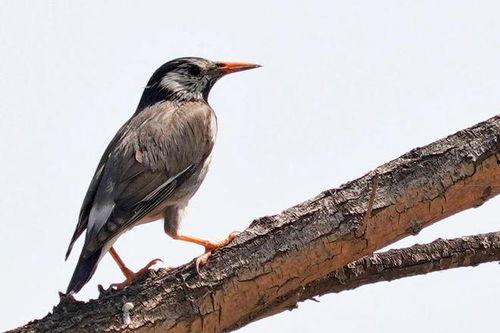 会说话的灰椋鸟视频,揭秘鸟类沟通的奇妙世界