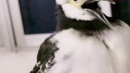 会说话的灰椋鸟视频,揭秘鸟类沟通的奇妙世界