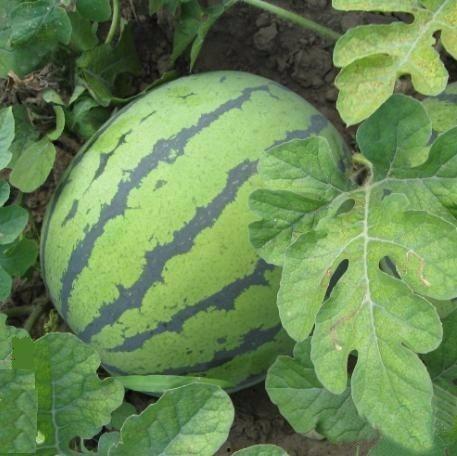 黑脆瓜可以吃吗,美味可口的健康佳品，您值得尝试！