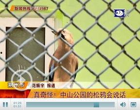 松鸦说话视频,视频展示自然界的智慧之声