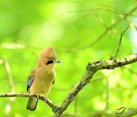 松鸦说话视频,视频展示自然界的智慧之声