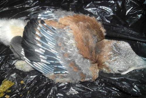 松鸦说话视频,视频展示自然界的智慧之声