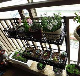 黑科大栏杆吃瓜,一场别开生面的“吃瓜”盛宴