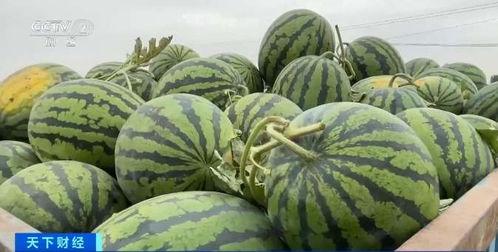 今日蕃瓜价格行情最新,价格波动解析与市场趋势洞察