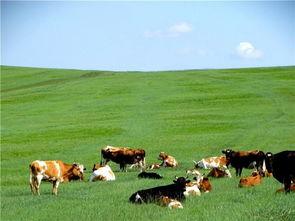 青青草原在线观看视频,青青草原在线视频精彩回顾