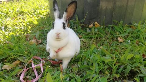 视频小白兔,小白兔的奇幻冒险之旅