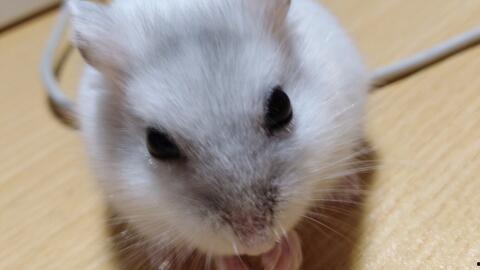 仓鼠视频大全,萌宠日常大盘点