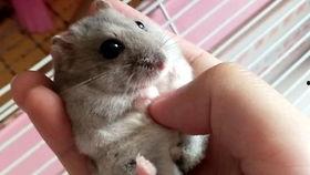 仓鼠视频大全,萌宠日常大盘点