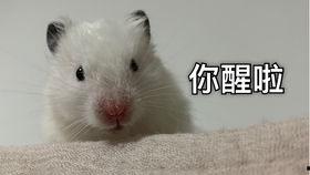 仓鼠视频大全,萌宠日常大盘点
