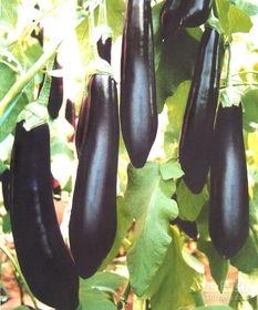 黑茄瓜怀孕可以吃吗,安全与营养两不误