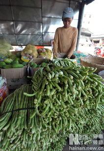 海南今日各类瓜菜最新行情,新鲜热销，价格波动一览