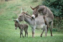 骡马交配视频,揭秘自然界中的独特繁殖现象