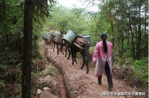 骡马交配视频,揭秘自然界中的独特繁殖现象