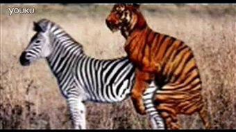 骡马交配视频,揭秘自然界中的独特繁殖现象