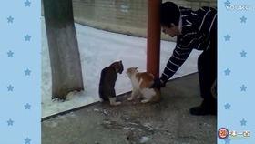 打架搞笑视频,一场意外“友谊”的搞笑对决