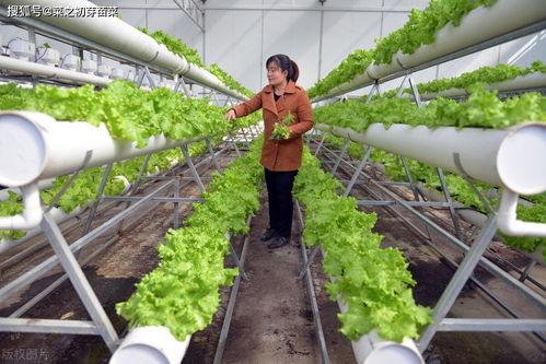 无土栽培技术视频,视频揭秘现代农业新篇章