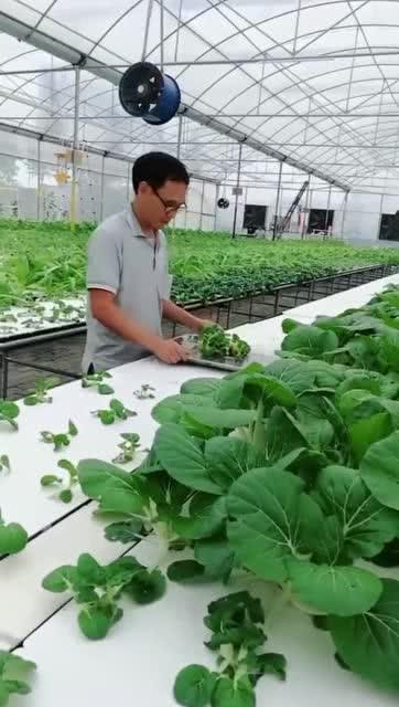 无土栽培技术视频,视频揭秘现代农业新篇章