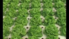 无土栽培技术视频,视频揭秘现代农业新篇章