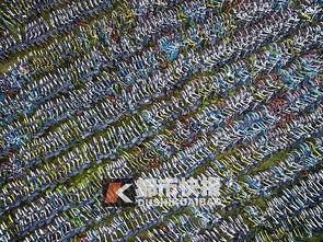 密集恐惧症视频,跟随视频探索微观世界中的恐惧之旅