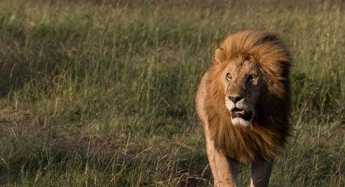 大狮子视频,揭秘狮子王国的神秘生活