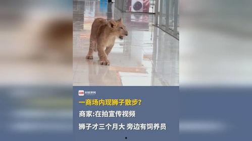 大狮子视频,揭秘狮子王国的神秘生活