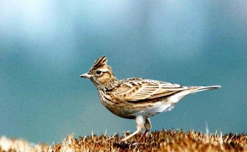 百灵鸟繁殖视频大全,视频大全揭秘育雏奥秘