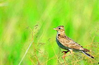 百灵鸟繁殖视频大全,视频大全揭秘育雏奥秘