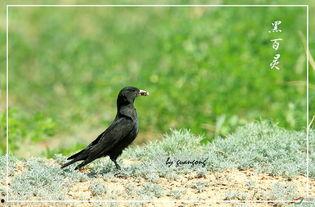 百灵鸟繁殖视频大全,视频大全揭秘育雏奥秘