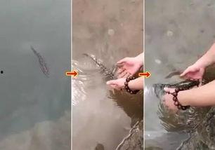 放生视频现场鱼不走,鱼儿为何不走？揭秘神秘现象