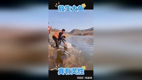 放生视频现场鱼不走,鱼儿为何不走？揭秘神秘现象