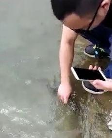 放生视频现场鱼不走,鱼儿为何不走？揭秘神秘现象